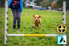 UK Dog Sport